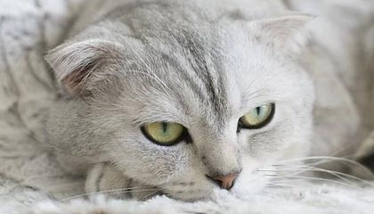 游戏直播-【欧洲杯】卢卡库破门比利时2比0全胜 芬兰小组第三