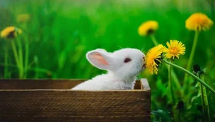 游戏直播-【欧洲杯】卢卡库破门比利时2比0全胜 芬兰小组第三